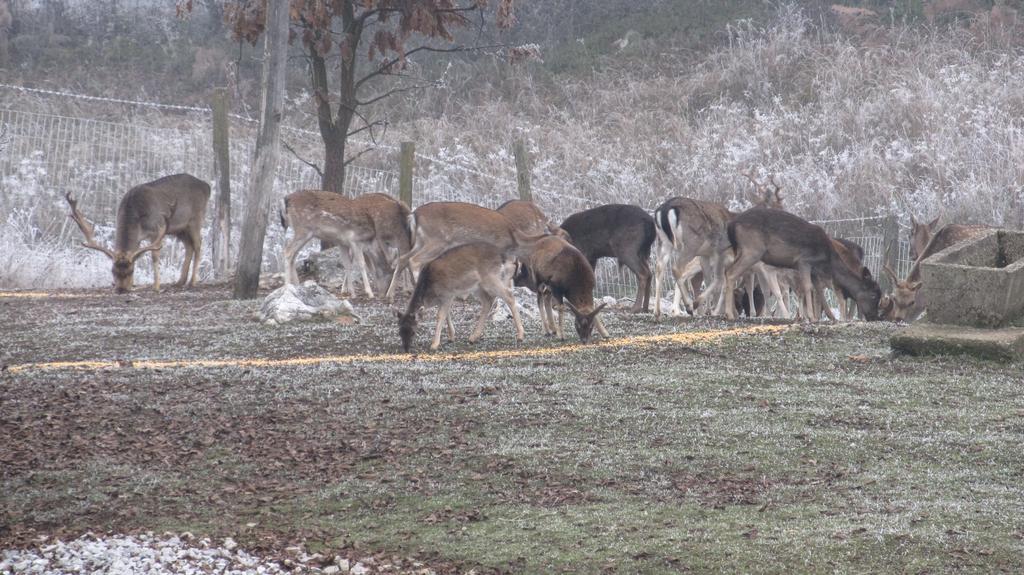 Bed & Breakfast Zeleni Kut Gornji Zvečaj Esterno foto